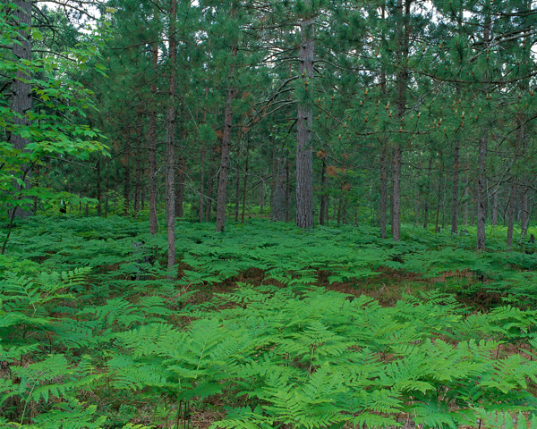 SCENERY mountain`SN 51